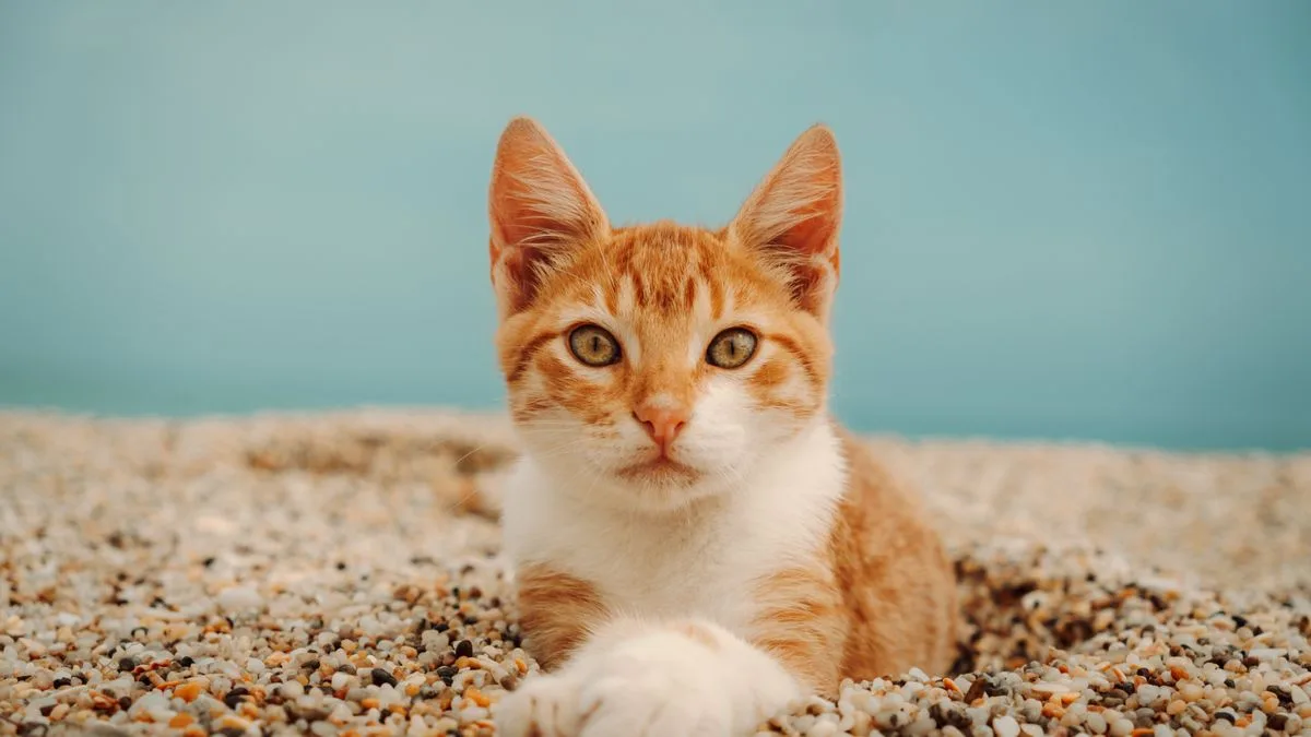 Tipos de areia para gato: qual é a melhor para a sua casa?