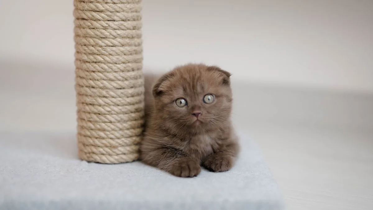 Como escolher arranhador para gato e salvar o seu sofá