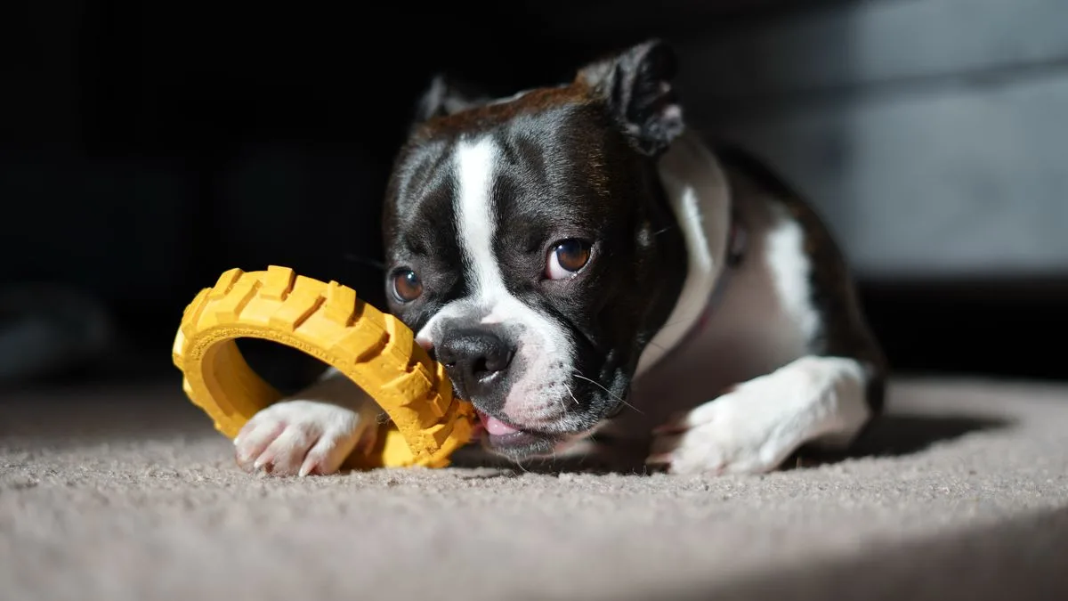 Brinquedos para cachorro que fica sozinho: 7 ideias para evitar o tédio