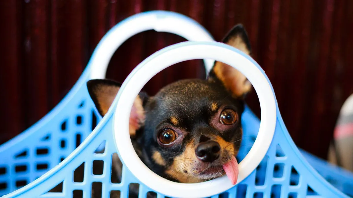 Como escolher caixa de transporte para cachorro e gato