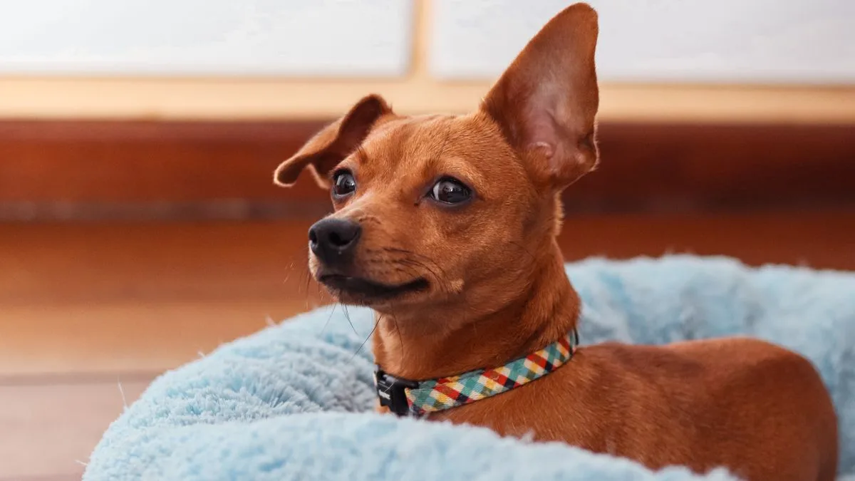 Como escolher cama para cachorro: tamanho, modelo e material