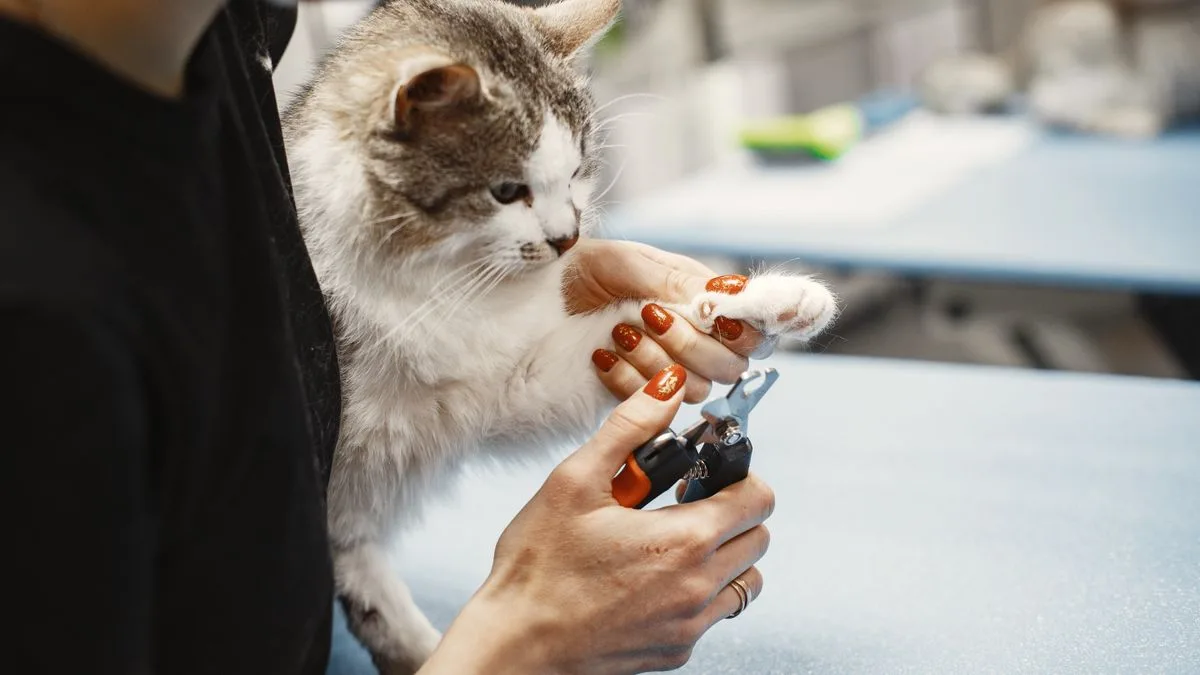 Como cortar unha de cachorro e gato em casa sem machucar