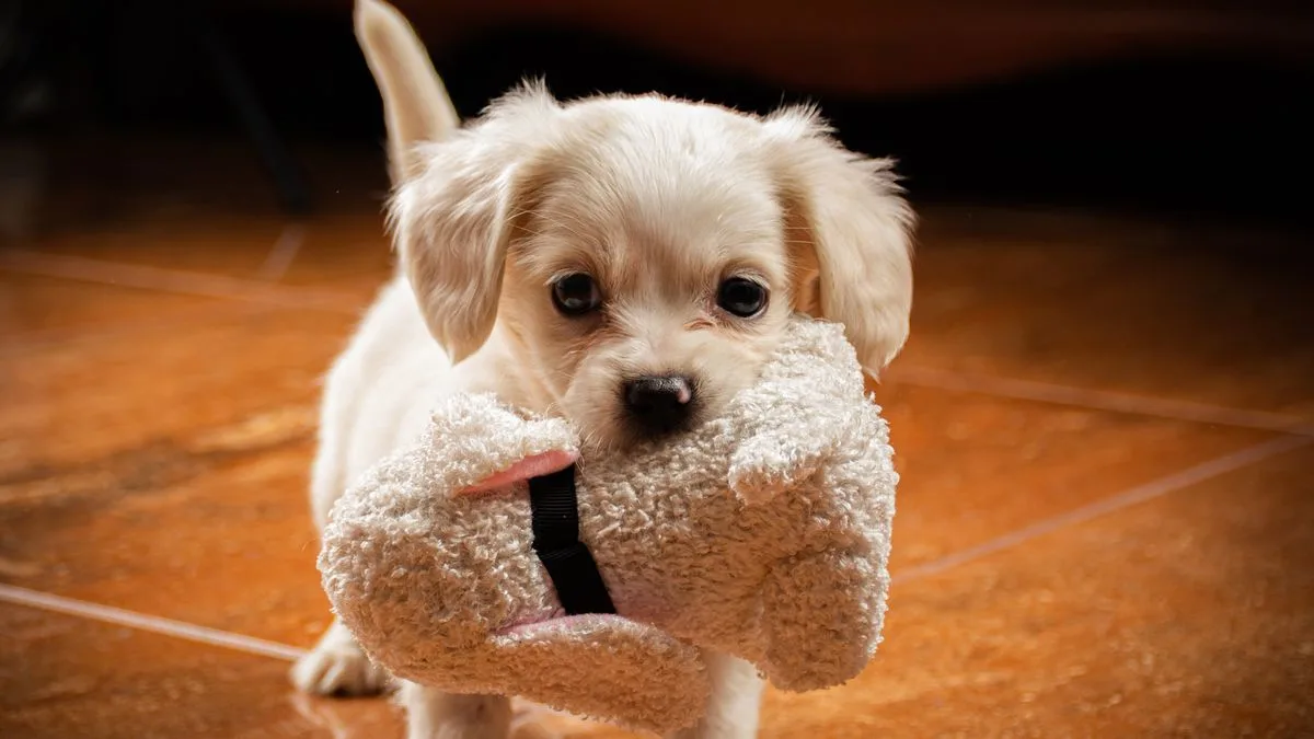 Enxoval para filhote de cachorro: checklist completo do que comprar