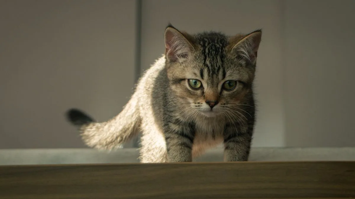 Enxoval para gato filhote: tudo o que você precisa antes de ele chegar