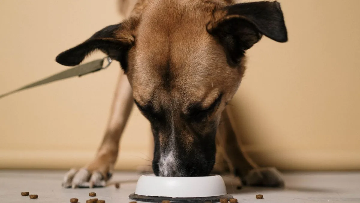 Como escolher ração para cachorro: guia por idade, porte e categoria